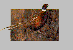 Ring Neck Pheasant : State Bird
