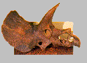 Triceratops: State Fossil