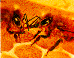 Honey Bee: The State Insect