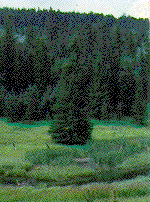 Black Hills Spruce: State Tree